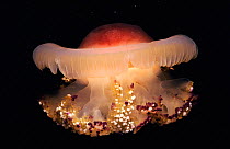 Jellyfish (Cotylorhiza tuberculata) Mediterranean. A rare and large jellyfish that is thought not to sting.