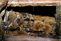 Natterer's bats roosting (Myotis nattereri) GERMANY
