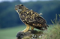 Eagle owl {Bubo bybo} perched on carrion carcass, Germany.