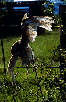 Dead barn owl caught on barbed wire fence (Tyto alba) Germany