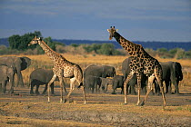 Male and female Giraffe (Giraffa camelopardalis) with Elephants (Loxodonta africana) at waterhole, Chobe NP, Botswana