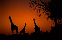 Giraffes (Giraffa camelopardalis) at dawn by Acacia tree, Moremi Wildlife Reserve, Botswana
