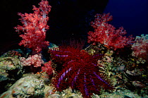 Crown of Thorns starfish on coral-reef, Andaman Sea, Indian Ocean