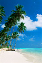 Beach and palm trees on Laccadive Islands, Indian Ocean - sky, sea and empty beach