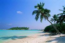 Palm tree fringe on Laccadive Islands beach, Indian Ocean - blue sky, turquoise sea and white sand beach