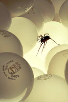 House spider crawling over light bulbs, UK