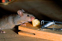 House mouse (Mus musculus) taking cheese from a mouse trap. C England Pests