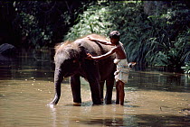 Boy bathing young male Indian elephant. Sri Lanka