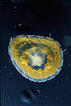 Sea thimble jellyfish, Caribbean. Inhabit surface waters and usually appear in swarms in spring in Caribbean Sea. Mildly toxic, contact with sensitive skin may produce a mild sting. Size approx 15mm