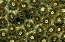 Coral polyps of stony coral feeding at night (Scleractinia) Carribean Sea