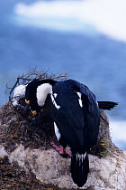 Blue eyed cormorant (Phalacrocorax atriceps) building nest,  Antarctic peninsula