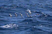 Pintado / Cape petrels (Daption capense) in flight over ocean off South Georgia Island
