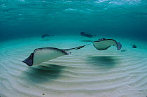 Southern stingrays in shallows off Cayman Islands