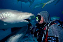 Shark handler wearing chain mail suit feeds Caribbean reef shark(Carcharhinus perezi) Bahamas Model released.