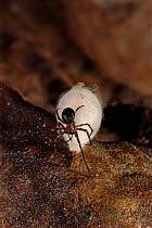 Cave spider with egg sac (Meta menardii) Devon UK England