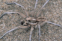 Portrait of Wolf spider. (Lycosa fasciventris) Spain