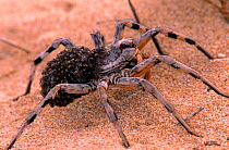 Female Wolf spider carries young on back, sand dunes, Spain