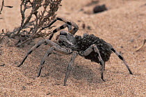 Female Wolf spider carries young on back (Lycosa fasciventris) Spain