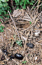 Nest of Wolf spider (Lycosa fasciventris)  with ground beetle remains, Spain
