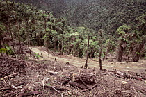 Road construction catalyses deforestation of tropical rainforest, Ecuador rainforest, South America