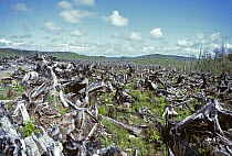 Burnt clearcut of Red cedar and Sitka spruce, Quinault reservation, Washington,  USA, 1984