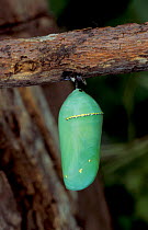Monarch butterfly pupa (Danaus plexippus) US