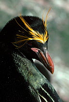 Macaroni penguin portrait (Eudyptes chrysolophus) South Georgia