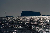 Iceberg silhouette with seabird in flight, South Georgia