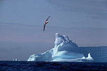 Black browed albatross (Thalassarche melanophrys) in flight with iceberg behind, South Georgia, Antarctica