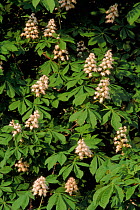 Horse chestnut tree flowers (Aesculus hippocastanum) Scotland