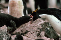 Macaroni penguin feeding chick (Eudyptes chrysolophus) South Georgia