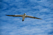 Gannet in flight (Morus bassanus) Scotland Bass Rock