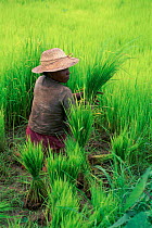 Rice paddy worker in Madagascar.