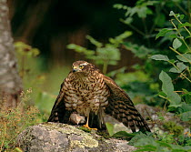 Sparrowhawk with young Whitethroat prey, Sweden
