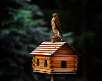 Male Sparrowhawk perched on birdhouse, Sweden