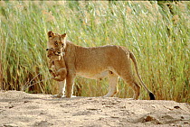 Lioness carrying cub. MalaMala Game Reserve, S. Africa