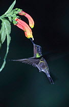 Purple throated mountain gem hummingbird feeding, Costa Rica (Lampornis calolaema)