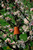 Hanging pot in Apple tree {Malus sylvestris} for insects to nest in. Germany Malus sylvestris