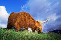 Highland cattle (Bos taurus) feeding in field, Argyll, Scotland