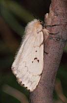 Female Gypsy moth (Lymantria dispar) on twig, Germany