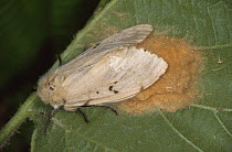 Female Gypsy moth (Lymantria dispar) on leaf, Germany, possibly laying eggs
