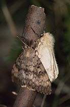 Male and female Gypsy moths (Lymantria dispar) on twig, Germany