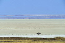 Black rhinoceros (Diceros bicornis) on salt pan Etosha NP Namibia