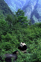 Giant Panda, Wolong Nature Reserve, Sichuan, China (Ailuropoda melanoleuca) Captive.