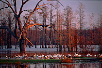 White ibis flock in swamp, Florida Panhandle, USA