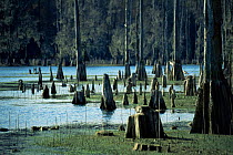 Stumps and root knees of swamp Bald cypress trees (Taxodium distinchum), Florida Panhandle, USA