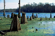 Root knees and stumps of felled swamp Bald cypress trees (Taxodium distinchum), Florida Panhandle, USA