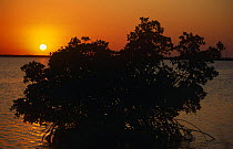 Red mangrove tree at sunrise.(Rhizophora mangle) Florida Everglades NP, USA