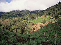 Clearing made in cloud forest by colonists for cattle, 1,800m altitude, North West Ecuador