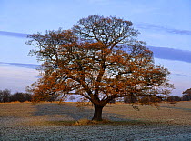 Oak tree {Quercus robur} Nottinghamshire, UK, December, sequence 4/4
